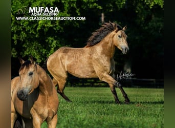 American Quarter Horse, Gelding, 3 years, 15 hh, Buckskin