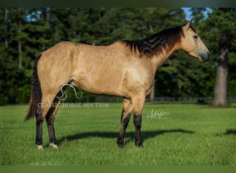 American Quarter Horse, Gelding, 3 years, 15 hh, Buckskin