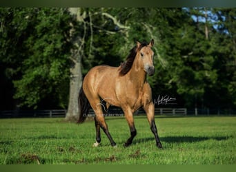 American Quarter Horse, Gelding, 3 years, 15 hh, Buckskin