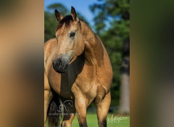 American Quarter Horse, Gelding, 3 years, 15 hh, Buckskin