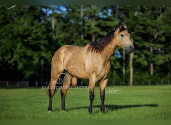 American Quarter Horse, Gelding, 3 years, 15 hh, Buckskin