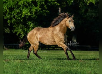 American Quarter Horse, Gelding, 3 years, 15 hh, Buckskin
