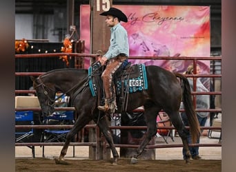 American Quarter Horse, Gelding, 3 years, 15 hh, Chestnut