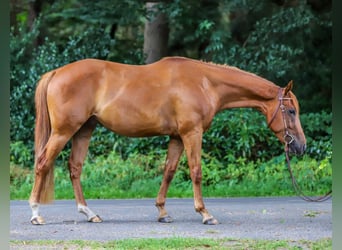 American Quarter Horse, Gelding, 3 years, 15 hh, Chestnut-Red