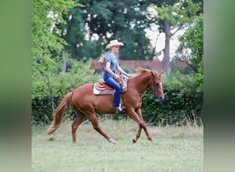 American Quarter Horse, Gelding, 3 years, 15 hh, Chestnut-Red