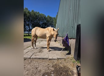 American Quarter Horse, Gelding, 3 years, 15 hh, Dunalino