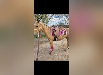 American Quarter Horse, Gelding, 3 years, 15 hh, Dunalino