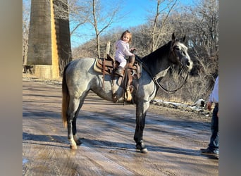 American Quarter Horse, Gelding, 3 years, 15 hh, Gray