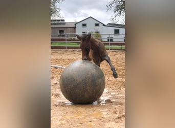 American Quarter Horse, Gelding, 3 years, 15 hh, Gray