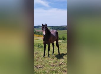 American Quarter Horse, Gelding, 3 years, 15 hh, Gray