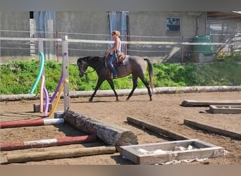 American Quarter Horse, Gelding, 3 years, 15 hh, Gray