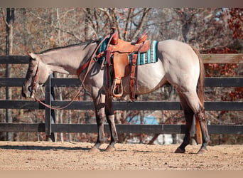 American Quarter Horse, Gelding, 3 years, 15 hh, Grullo