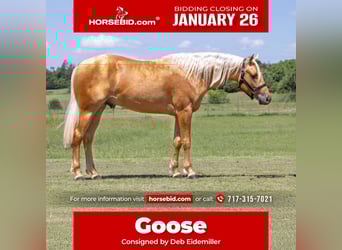 American Quarter Horse, Gelding, 3 years, 15 hh, Palomino