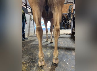 American Quarter Horse, Gelding, 3 years, 15 hh, Palomino
