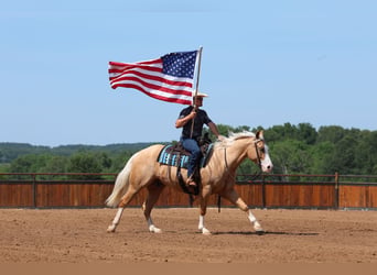 American Quarter Horse, Gelding, 3 years, 15 hh, Palomino
