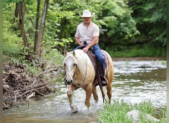 American Quarter Horse, Gelding, 3 years, 15 hh, Palomino