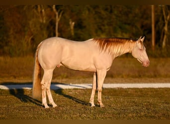 American Quarter Horse, Gelding, 3 years, 15 hh, Perlino