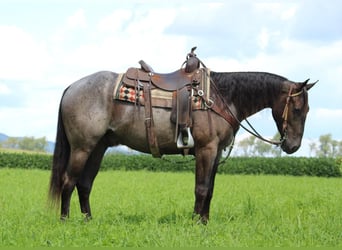 American Quarter Horse, Gelding, 3 years, 15 hh, Roan-Blue