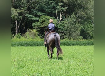 American Quarter Horse, Gelding, 3 years, 15 hh, Roan-Blue