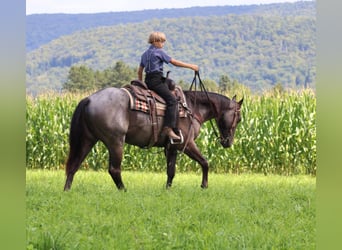 American Quarter Horse, Gelding, 3 years, 15 hh, Roan-Blue