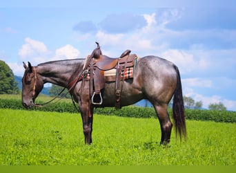 American Quarter Horse, Gelding, 3 years, 15 hh, Roan-Blue