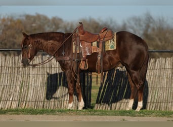 American Quarter Horse, Gelding, 3 years, 15 hh, Sorrel
