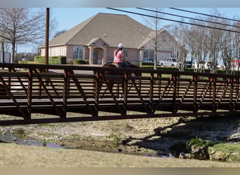 American Quarter Horse, Gelding, 3 years, 15 hh, Sorrel