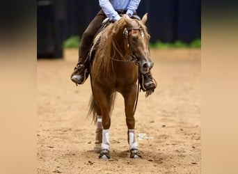 American Quarter Horse, Wallach, 3 Jahre, 15 hh, Rotfuchs