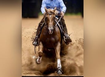 American Quarter Horse, Gelding, 3 years, 15 hh, Sorrel