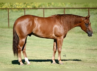 American Quarter Horse, Wallach, 3 Jahre, 15 hh, Rotfuchs