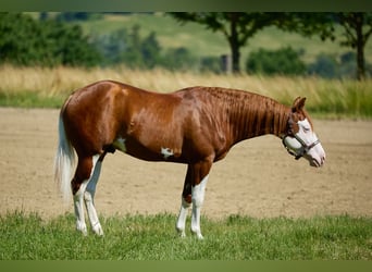 American Quarter Horse, Gelding, 3 years, 15 hh, White