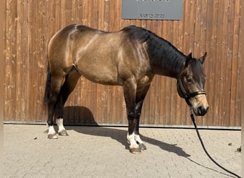 American Quarter Horse, Gelding, 3 years, 15,1 hh, Buckskin