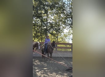 American Quarter Horse, Gelding, 3 years, 15,1 hh, Roan-Red