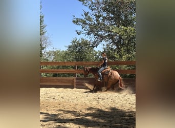 American Quarter Horse, Gelding, 3 years, 15,1 hh, Roan-Red