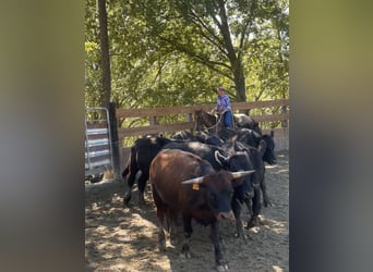 American Quarter Horse, Gelding, 3 years, 15,1 hh, Roan-Red