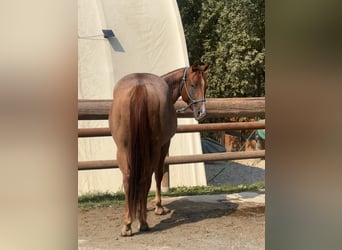 American Quarter Horse, Gelding, 3 years, 15,1 hh, Roan-Red
