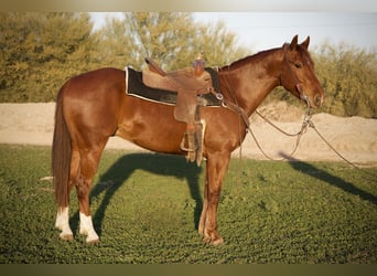 American Quarter Horse, Gelding, 3 years, 15,1 hh, Sorrel