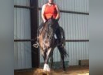 American Quarter Horse, Gelding, 3 years, 15,2 hh, Roan-Blue