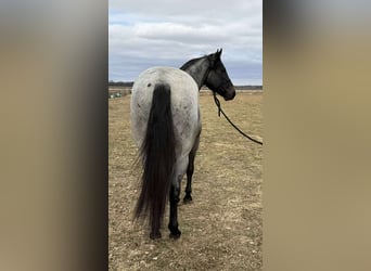American Quarter Horse Mix, Gelding, 3 years, 15,2 hh, Roan-Blue