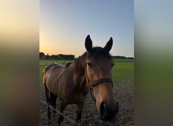 American Quarter Horse Mix, Gelding, 3 years, 16 hh, Bay-Dark