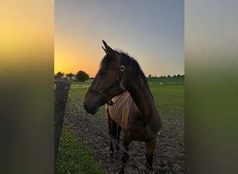 American Quarter Horse Mix, Gelding, 3 years, 16 hh, Bay-Dark