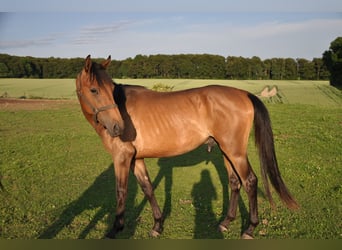 American Quarter Horse Mix, Gelding, 3 years, 16 hh, Bay-Dark