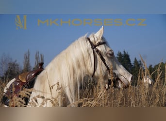 American Quarter Horse, Gelding, 3 years, 16 hh, Cremello