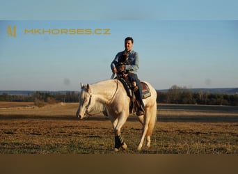 American Quarter Horse, Gelding, 3 years, 16 hh, Cremello