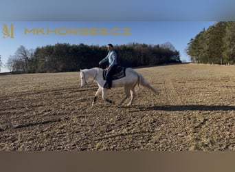 American Quarter Horse, Gelding, 3 years, 16 hh, Cremello