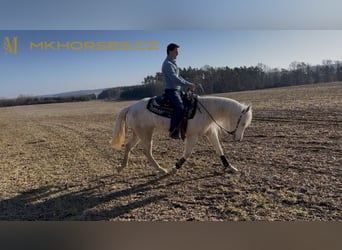 American Quarter Horse, Gelding, 3 years, 16 hh, Cremello