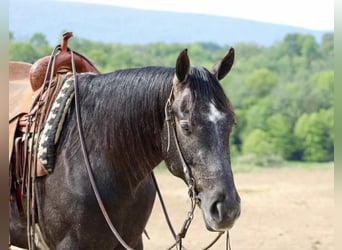 American Quarter Horse, Gelding, 3 years, 16 hh, Grey