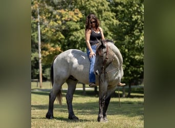 American Quarter Horse Mix, Gelding, 3 years, 16 hh, Roan-Blue