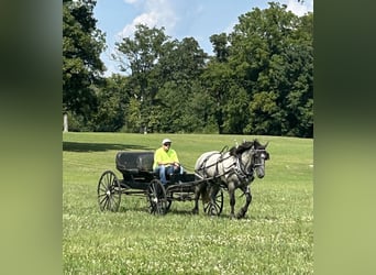 American Quarter Horse Mix, Gelding, 3 years, 16 hh, Roan-Blue