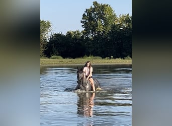 American Quarter Horse Mix, Gelding, 3 years, 16 hh, Roan-Blue